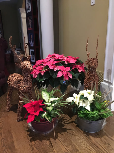 Decorating with Poinsettias is easy