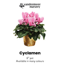Load image into Gallery viewer, Plant - Cyclamen (6&quot; pot) Available in four colours (Pet friendly)