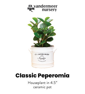 Classic Peperomia (Pet friendly)