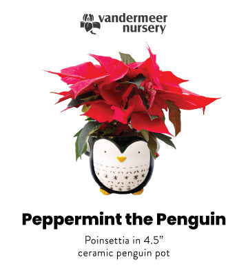 Peppermint the Penguin - 4.5