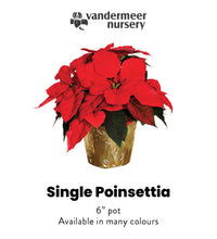 Load image into Gallery viewer, Poinsettia - 6&quot; Single