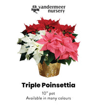 Load image into Gallery viewer, Poinsettia - 10&quot; Triple