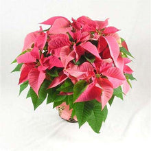 Load image into Gallery viewer, Poinsettia - 6&quot; Single