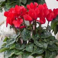 Load image into Gallery viewer, Plant - Cyclamen (6&quot; pot) Available in four colours (Pet friendly)