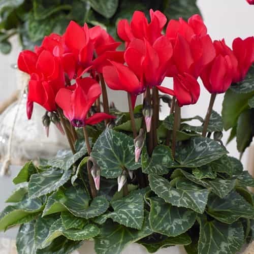 Plant - Cyclamen (6