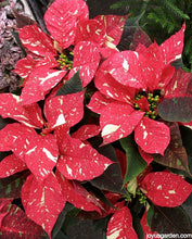 Load image into Gallery viewer, Poinsettia - 6&quot; Single