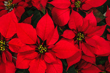 Load image into Gallery viewer, Poinsettia - 6&quot; Single