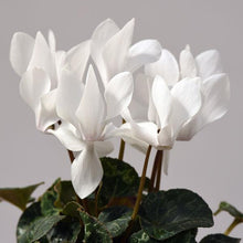 Load image into Gallery viewer, Plant - Cyclamen (6&quot; pot) Available in four colours (Pet friendly)
