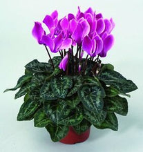 Load image into Gallery viewer, Plant - Cyclamen (6&quot; pot) Available in four colours (Pet friendly)