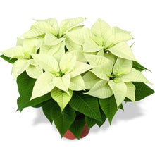 Load image into Gallery viewer, Poinsettia - 6&quot; Single